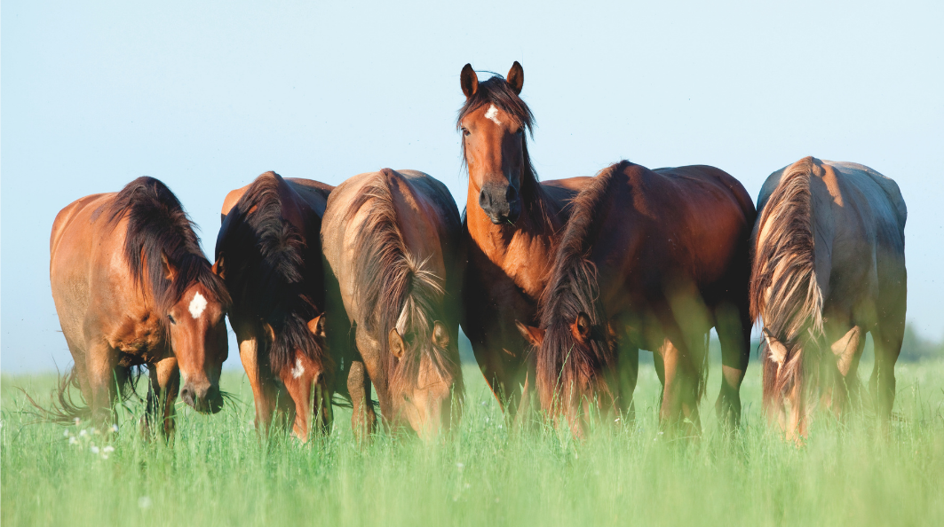 HorseLux aktuelle nyheder